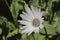 `Blue-eyed African Daisy` flower - Arctotis Venusta
