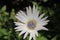 `Blue-eyed African Daisy` flower - Arctotis Venusta