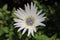 `Blue-eyed African Daisy` flower - Arctotis Venusta