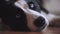 A blue-eyed black-and-white husky dog lies on the floor and thinks. Close-up Slow motion