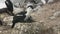 Blue-eyed cormorant sitting on a nest on a rock in chicks in a nest