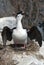 Blue-eyed cormorant standing in a nest with eggs not yet laid in