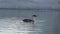 Blue-eyed cormorant who swims in the water and dives into the water