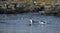 Blue Eyed Cormorants Bathing in Blue Water