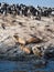 Blue Eyed Cormorants and Seals on a Rocky Coadt