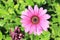 Blue-eyed DaisyTrailing African Daisy,Cape Daisy,South African Daisy,Spoon Daisy flower close-up