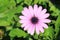 Blue-eyed DaisyTrailing African Daisy,Cape Daisy,South African Daisy,Spoon Daisy flower close-up