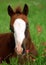 Blue Eyed Foal in Orange Wildflowers