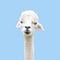 Blue-eyed funny alpaca isolated on blue background