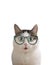 Blue eyed funny cat in eye wear sight correction glasses close up photo