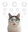 Blue eyed funny cat in eye wear sight correction glasses close up photo