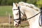 Blue-eyed gray stallion galloping on dressage training
