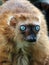 Blue eyed lemur
