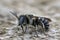 Blue-eyed male spined mason bee (Osmia spinulosa in Gard, France