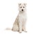 Blue eyed Mongrel, Husky crossed with Pyrenean Sheepdog, sitting and looking at the camera isolated on white