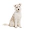 Blue eyed Mongrel, Husky crossed with Pyrenean Sheepdog, sitting and looking at the camera isolated on white