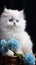 blue eyed persian cat