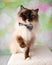 Blue Eyed Ragdoll Breed Cat Sitting with Paw Up Wearing Bow Tie