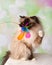 Blue Eyed Ragdoll Breed Cat Sitting Swatting Feather Toy