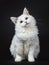 Blue eyed ragdoll cat / kitten sitting isolated on black background looking up with tilted head