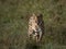 The blue-eyed Serval Cat