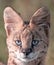The blue-eyed Serval Cat