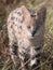 The blue-eyed Serval Cat stalking