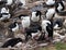 Blue Eyed Shag Feeding Time