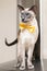 Blue eyed siamese oriental cat wearing a yellow bowtie