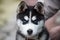 Blue-eyed Siberian Husky Puppy head. 8 weeks old female headshot with purple leash and sandy beach background