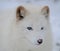 Blue eyed white arctic fox