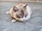 Blue-eyed, white-brown fur crouching on the road