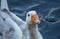 Blue eyed white goose portrait. Funny domestic waterfowl purebred goose bird. Closeup of the muzzle face of goose on background of