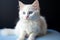 Blue-eyed white kitten, an adorable feline with captivating innocence.