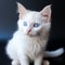 Blue-eyed white kitten, an adorable feline with captivating innocence.