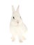 Blue-eyed White Netherland dwarf rabbit, on white