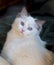 Blue-eyed white Ragdoll kitten with dark ear tips and tail on a dark blurred background.  Portrait quality