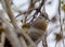 Blue eyed Whte-Wing Dove