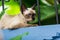 Blue eyes cat lay down above wall