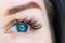 Blue eyes. Close up of a woman`s eye. Eyelash extensions