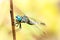 Blue eyes dragonfly