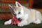 Blue eyes husky puppy eating fresh meat bone indoors closeup