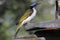 Blue-faced Honeyeater