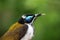 Blue faced honeyeater