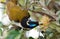 A Blue Faced Honeyeater