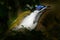 Blue-faced Honeyeater, Entomyzon cyanotis, rare bird in dark forest. Beautiful bird from Australia. Bird with blue face sitting on