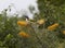 Blue faced honeyeater feasting on flowering grevillias