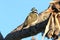 Blue-Faced Honeyeater Queensland Australia