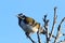 Blue-Faced Honeyeater Queensland Australia