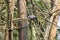 Blue faced Malkoha